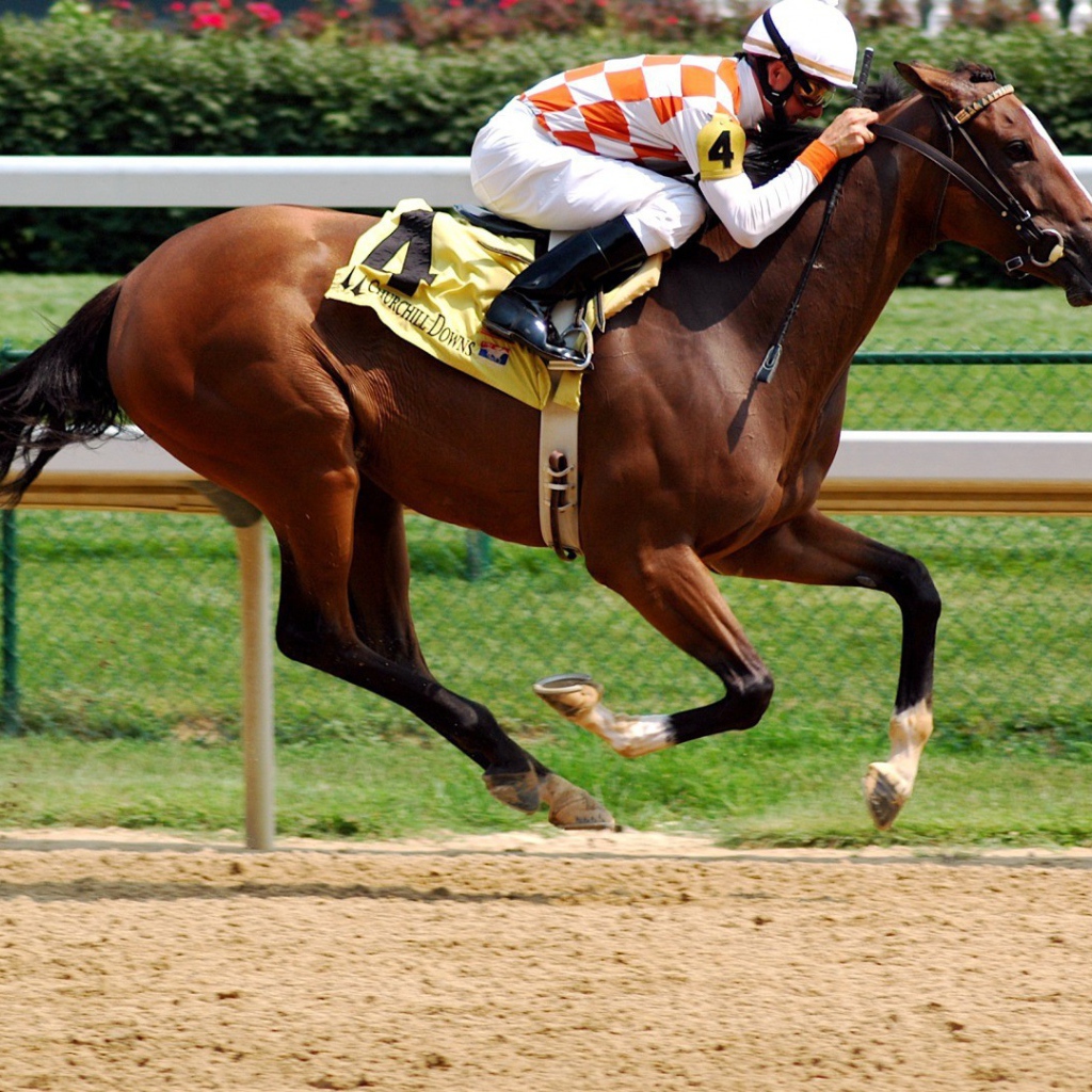 Всадник на ипподроме