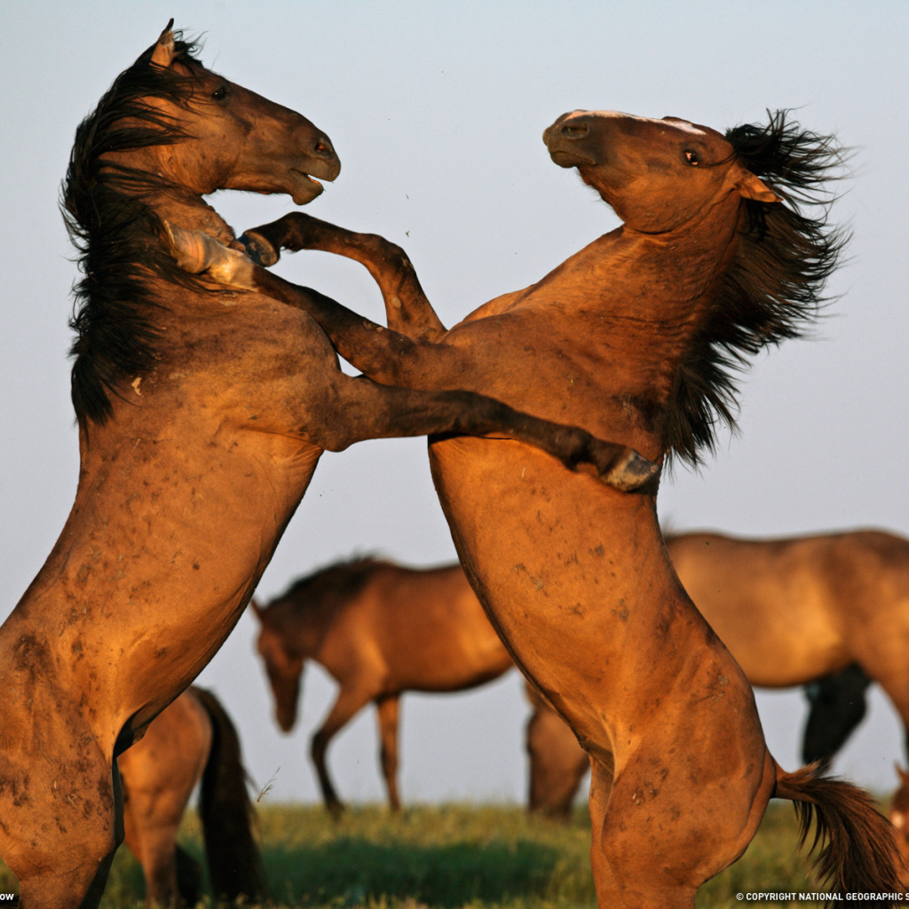 Борьба двух лошадей