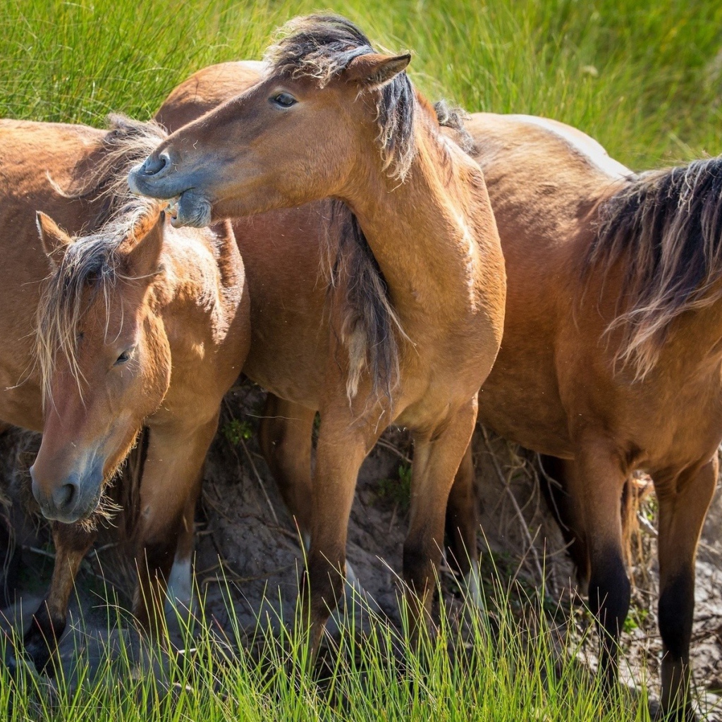 Три гнедых коня
