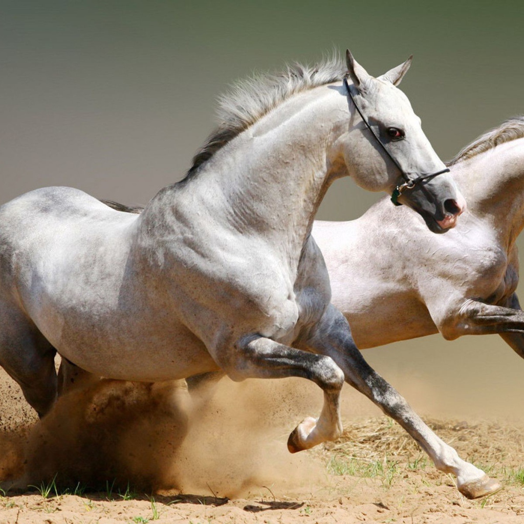 Два скакуна поднимают песок
