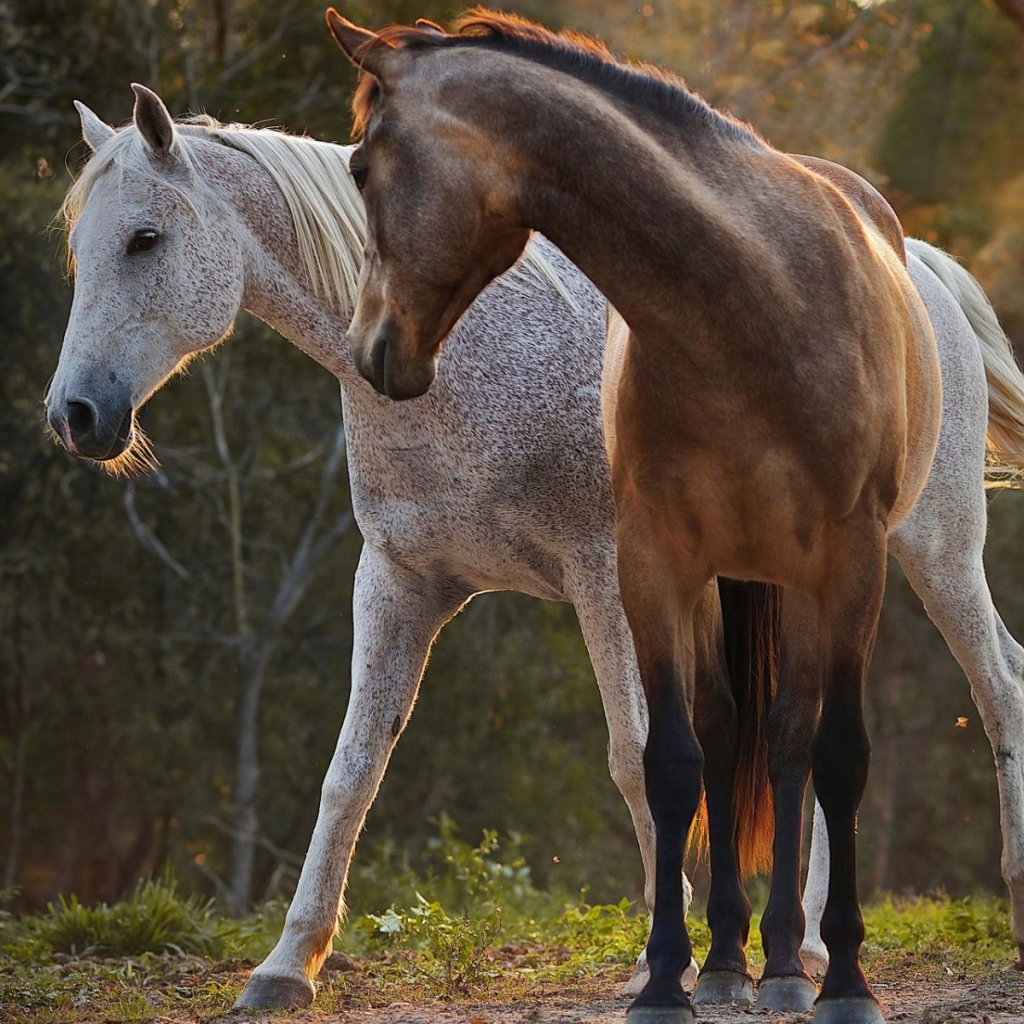 Белый и коричневый кони в лесу