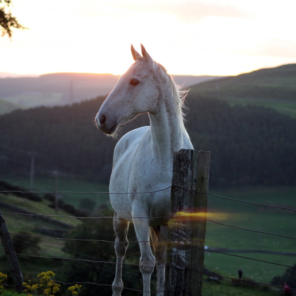 Белая лошадь за забором на фоне заката