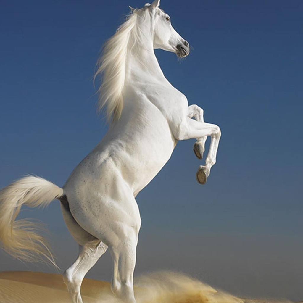 Белый скакун встал на дыбы