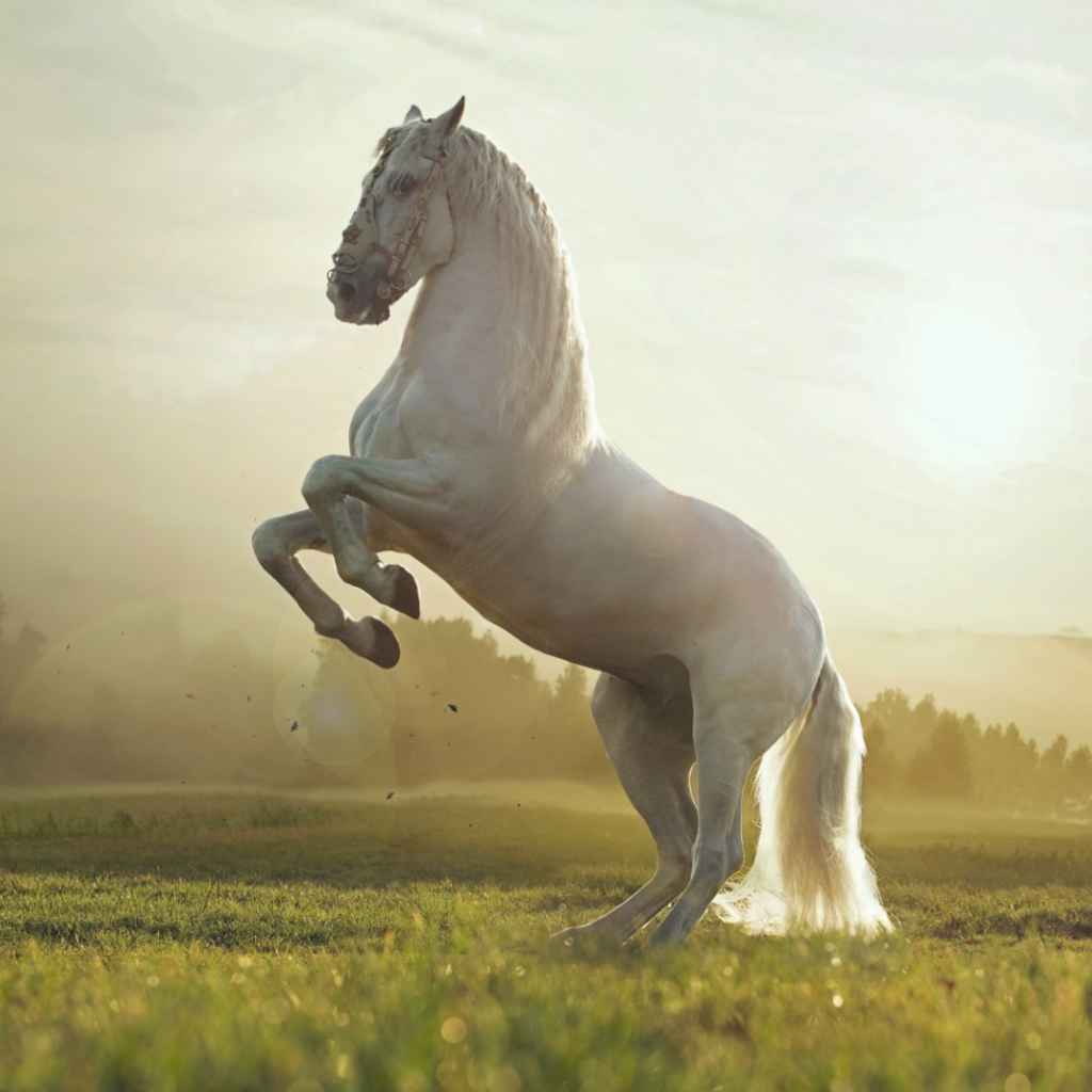 Белый конь встал на дыбы
