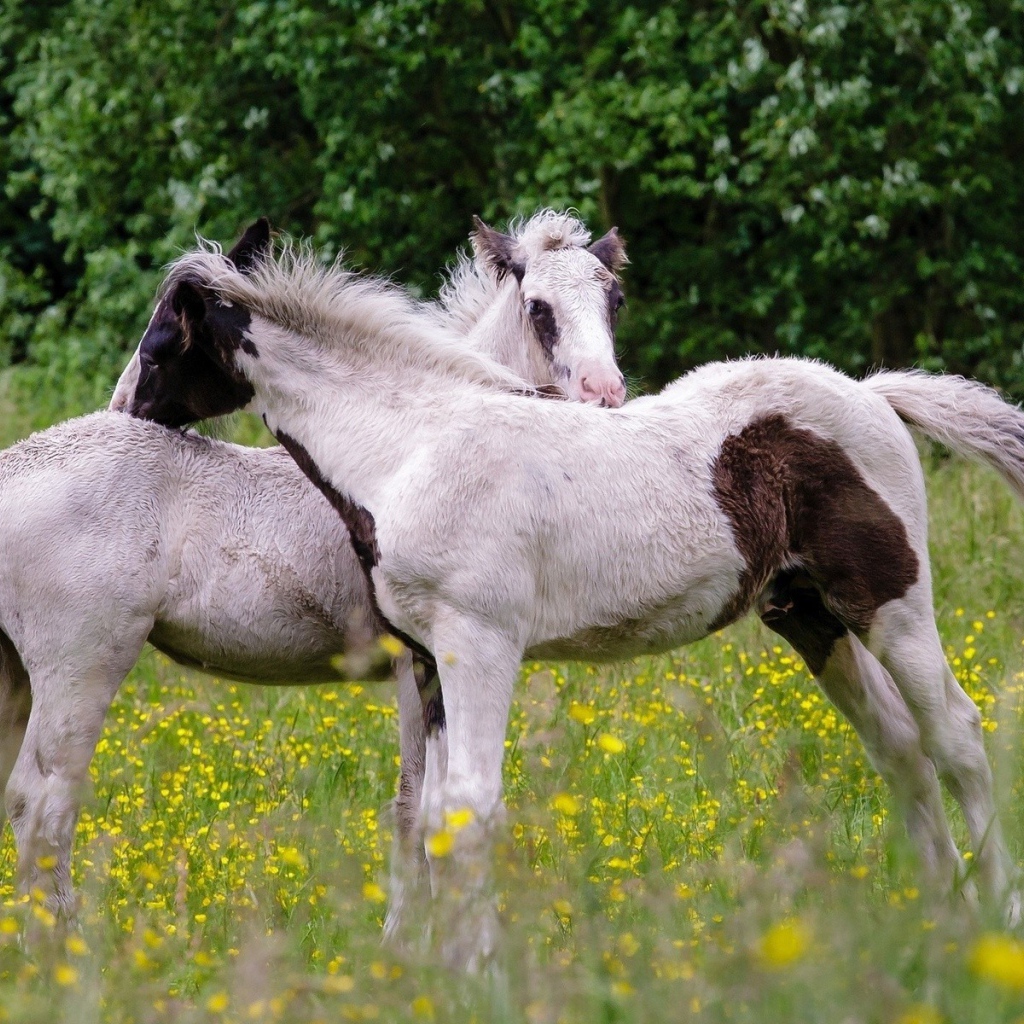 Молодые лошади на поле желтых цветов