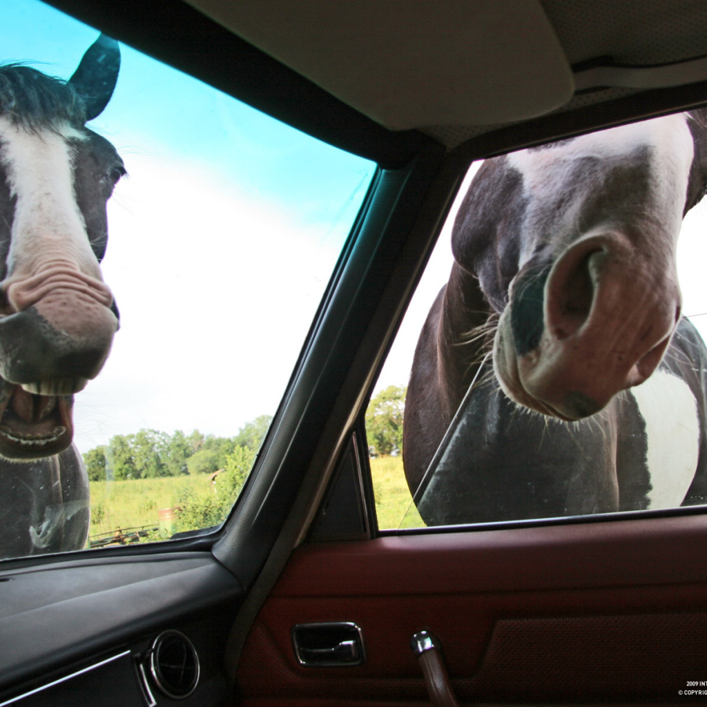 Лошади глядят в автомобиль