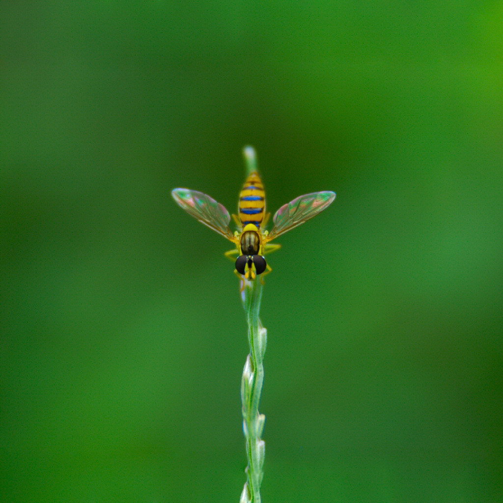 Муха на ветке