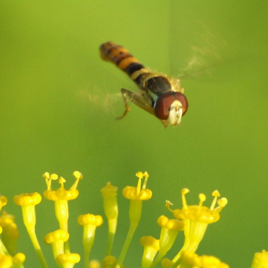 Муха летает над цветком