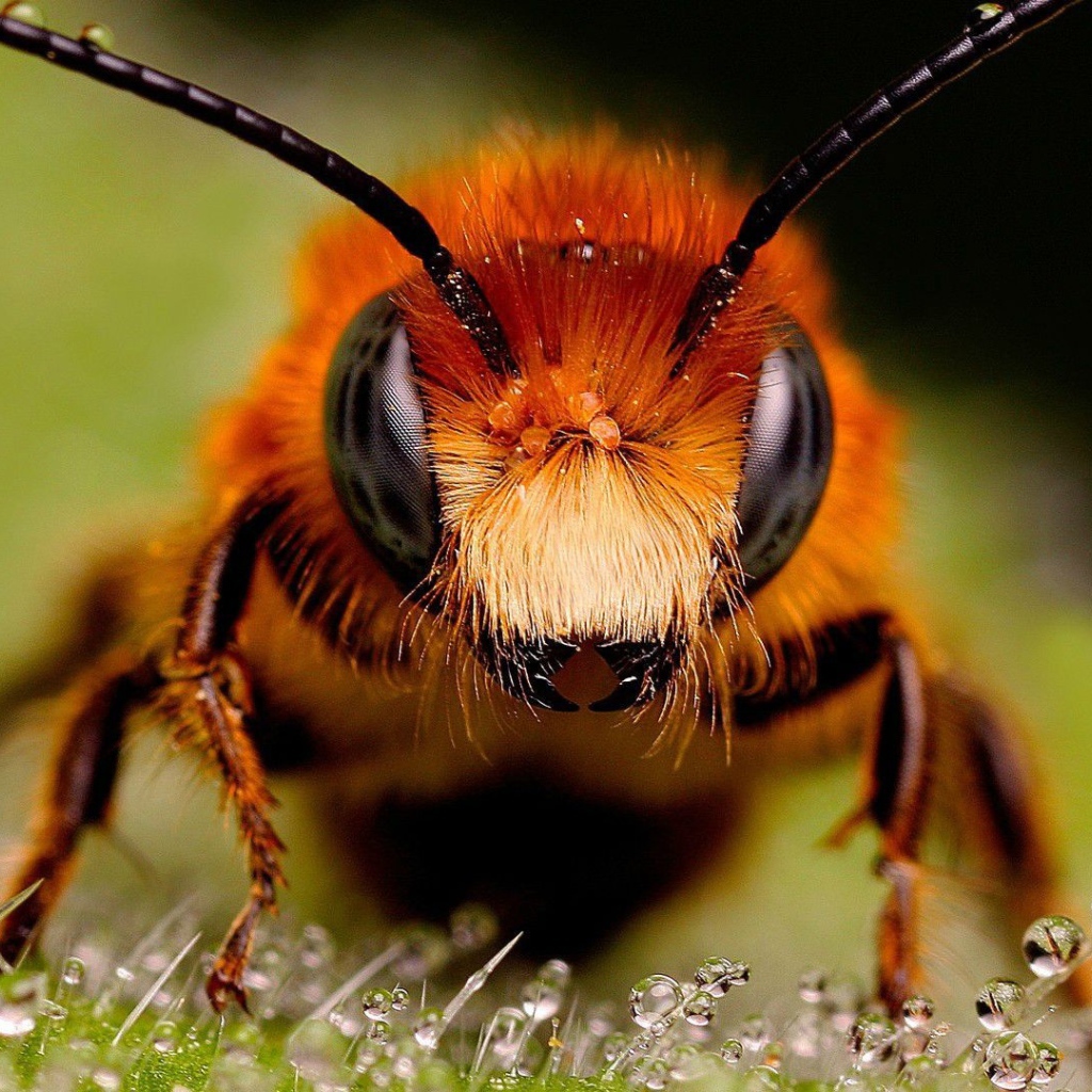 Крупное фото головы пчелы