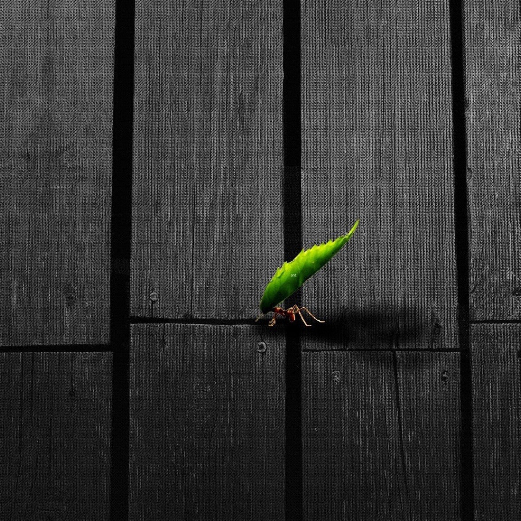 Муравей несет листик по деревянному полу