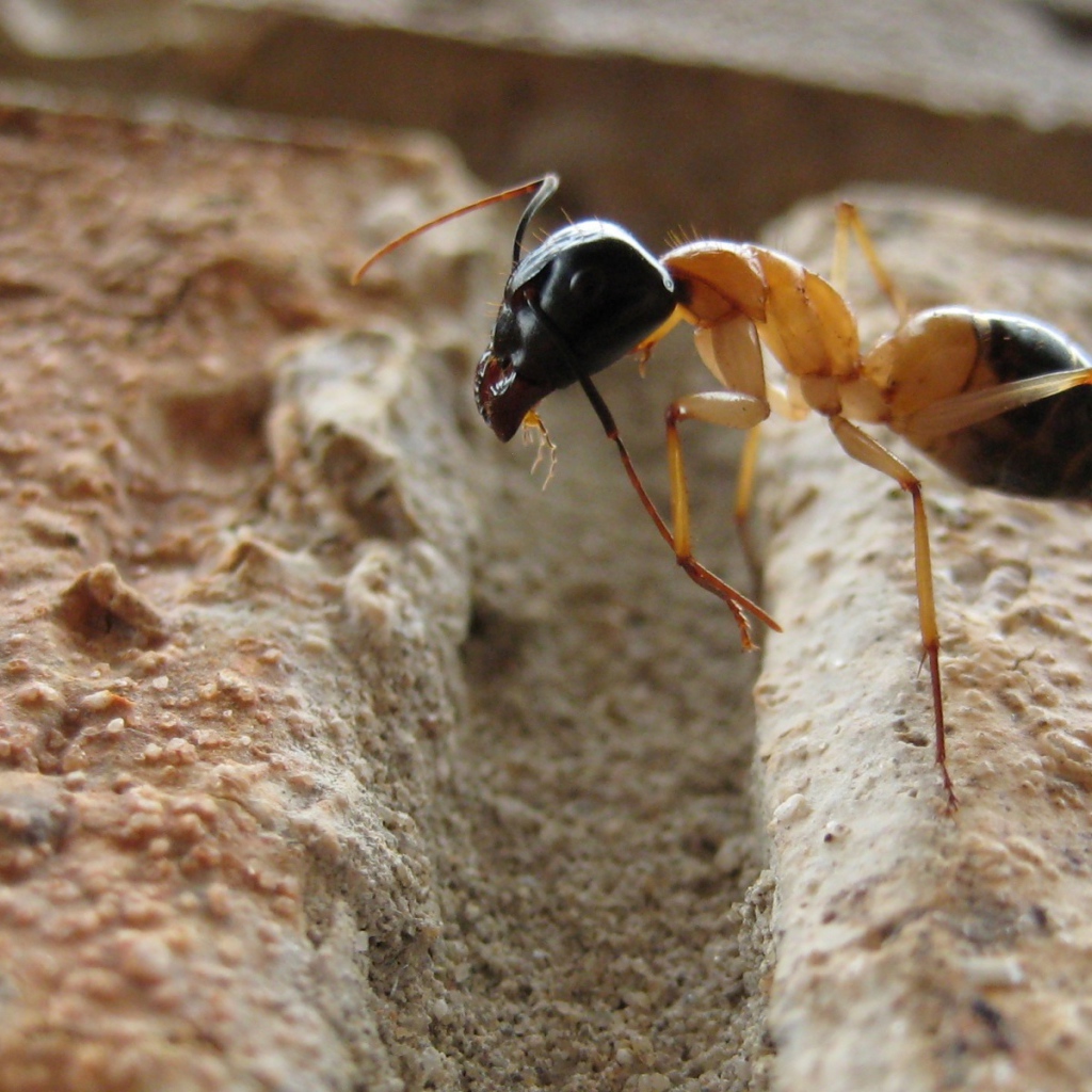 Муравей преодолевает препятствие