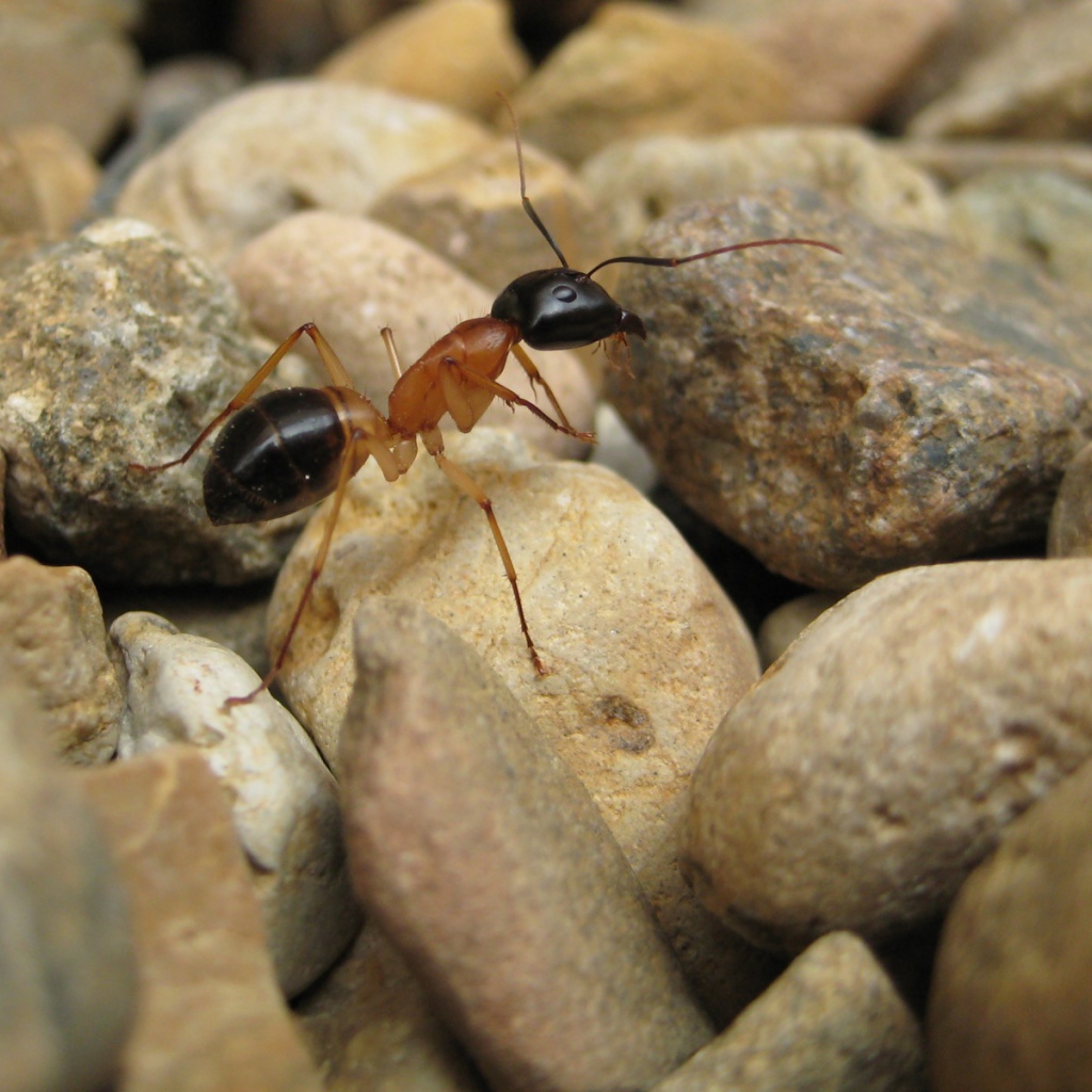 Муравей на камнях