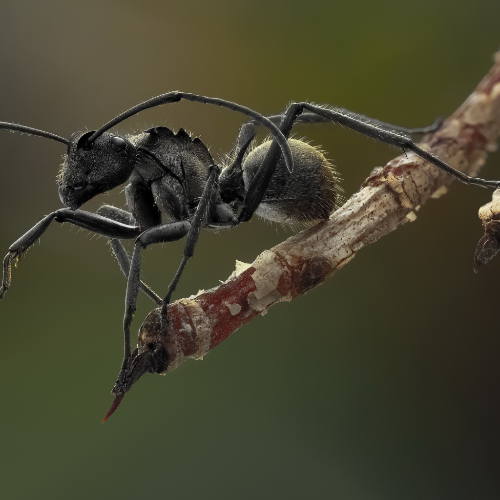 Муравей на кончике ветки