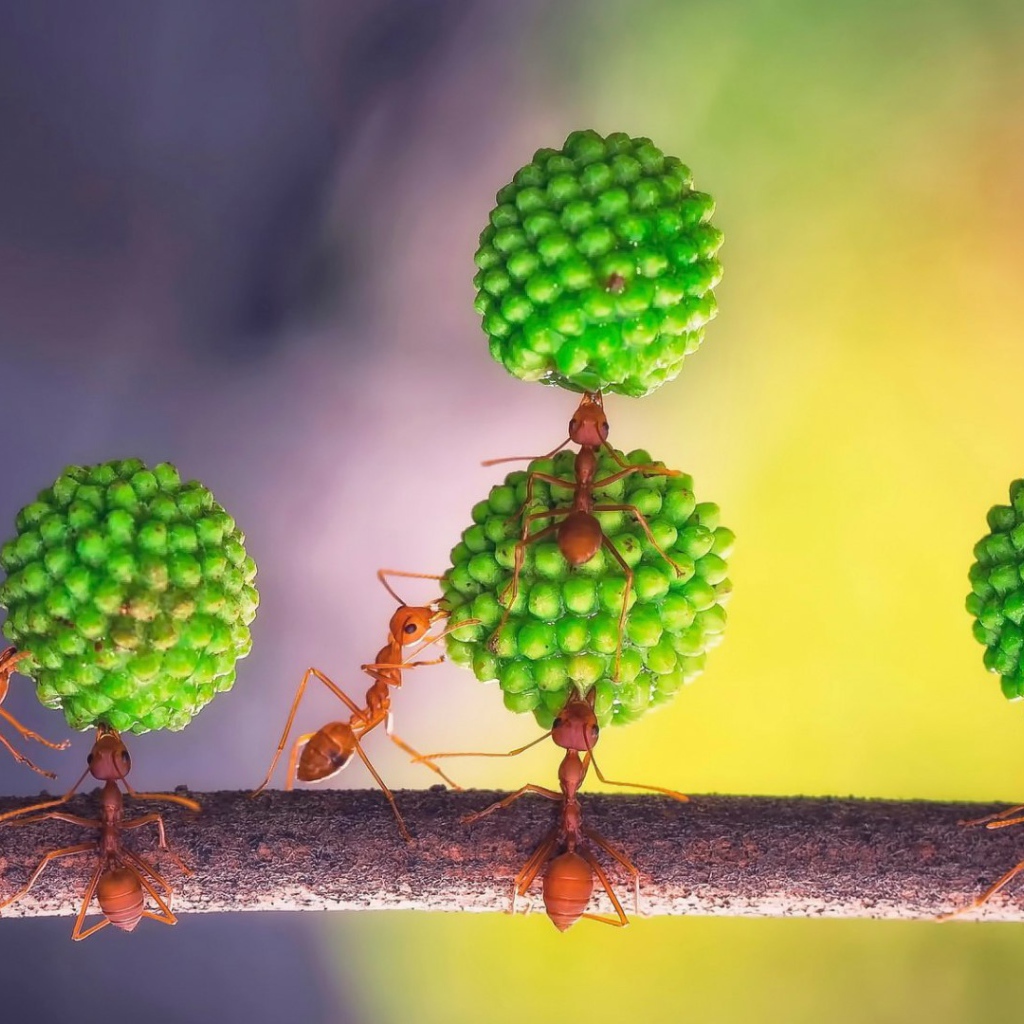 Муравьи за работой