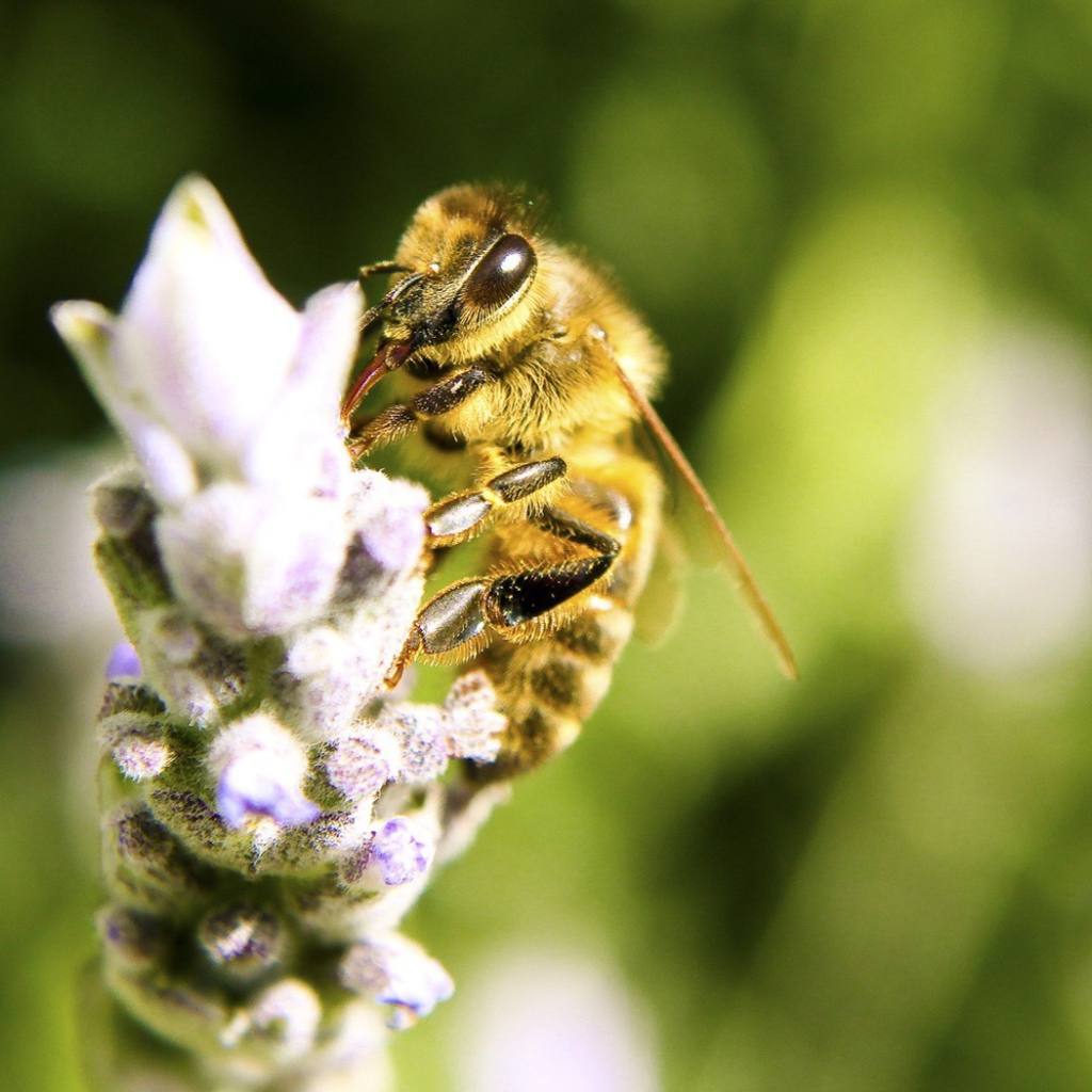 Пчела собирает нектар на цветке