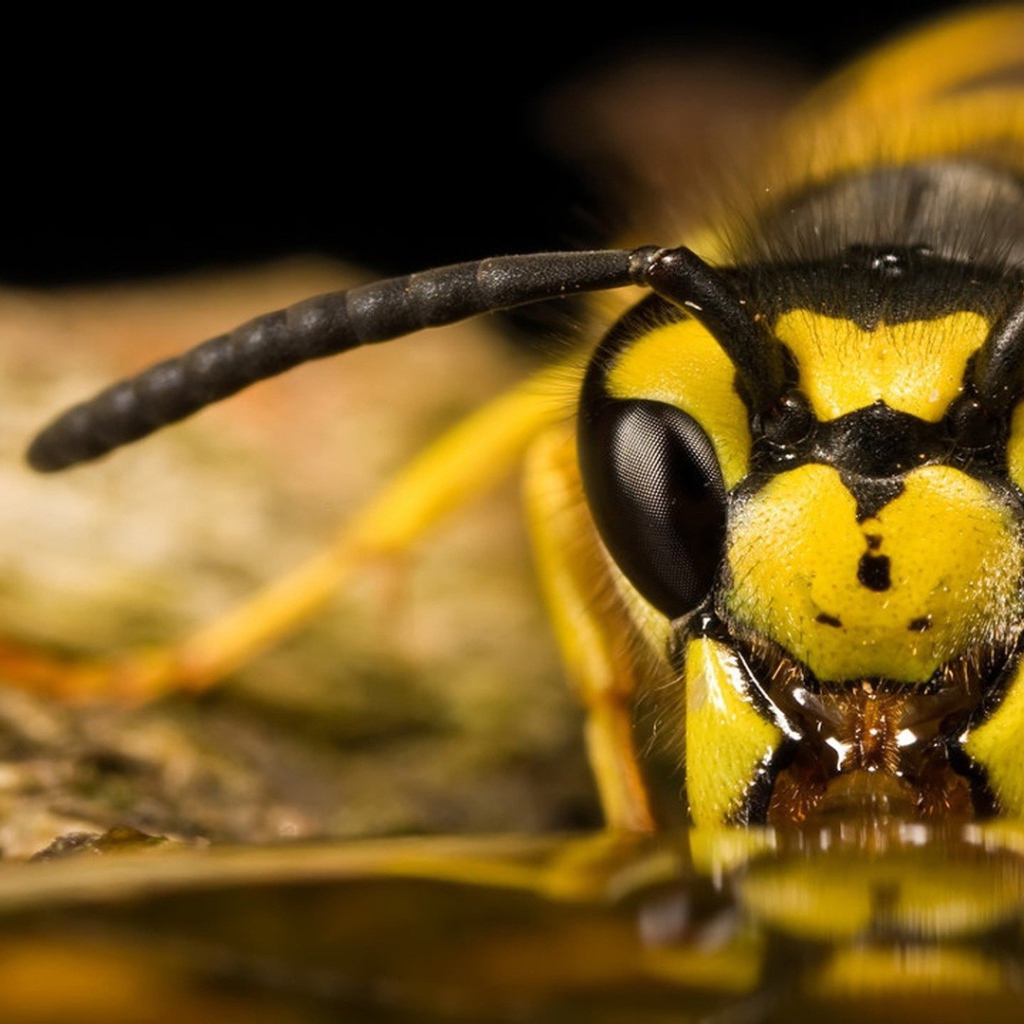 Пчела ест мед