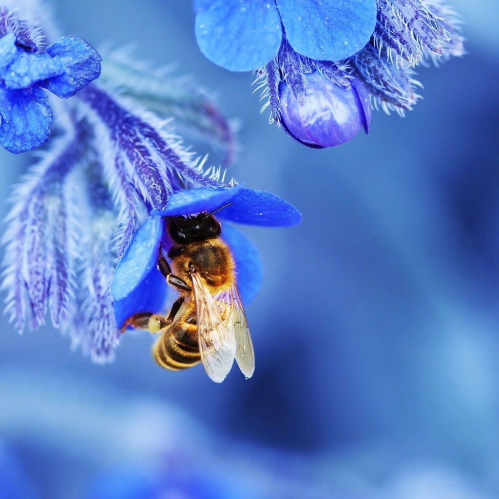 Пчела в голубом колокольчике собирает нектар