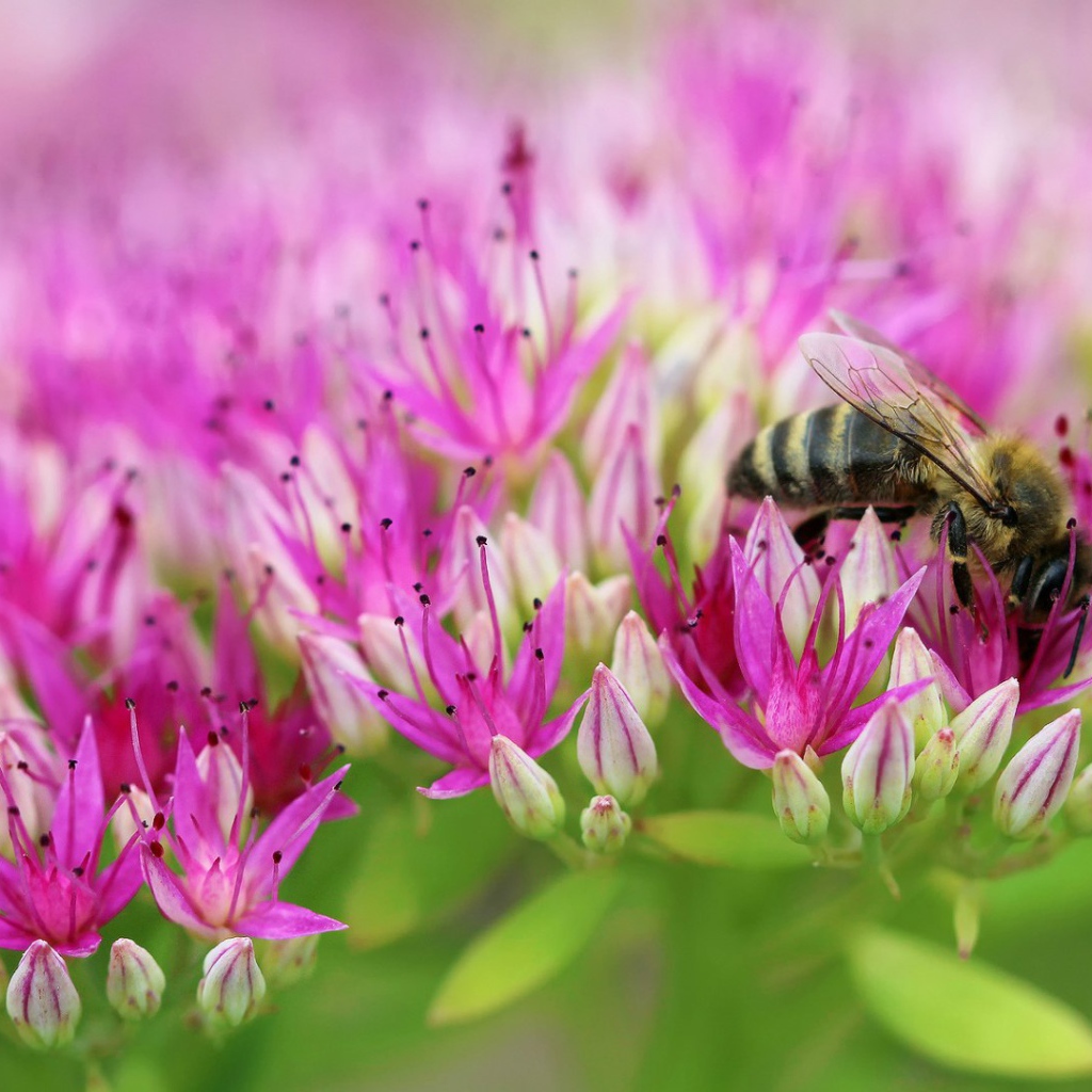Пчела на поле розовых цветов