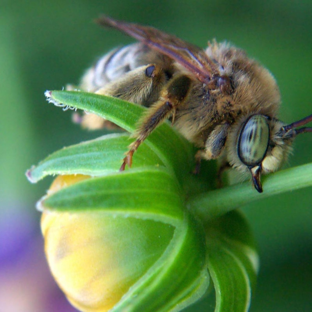 Пчела на зеленом бутоне цветка