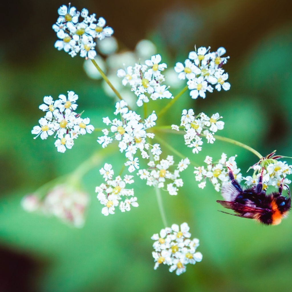Пчела на зонтике из белых цветов