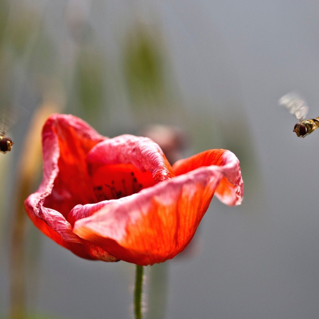 Bees sit on poppy flower