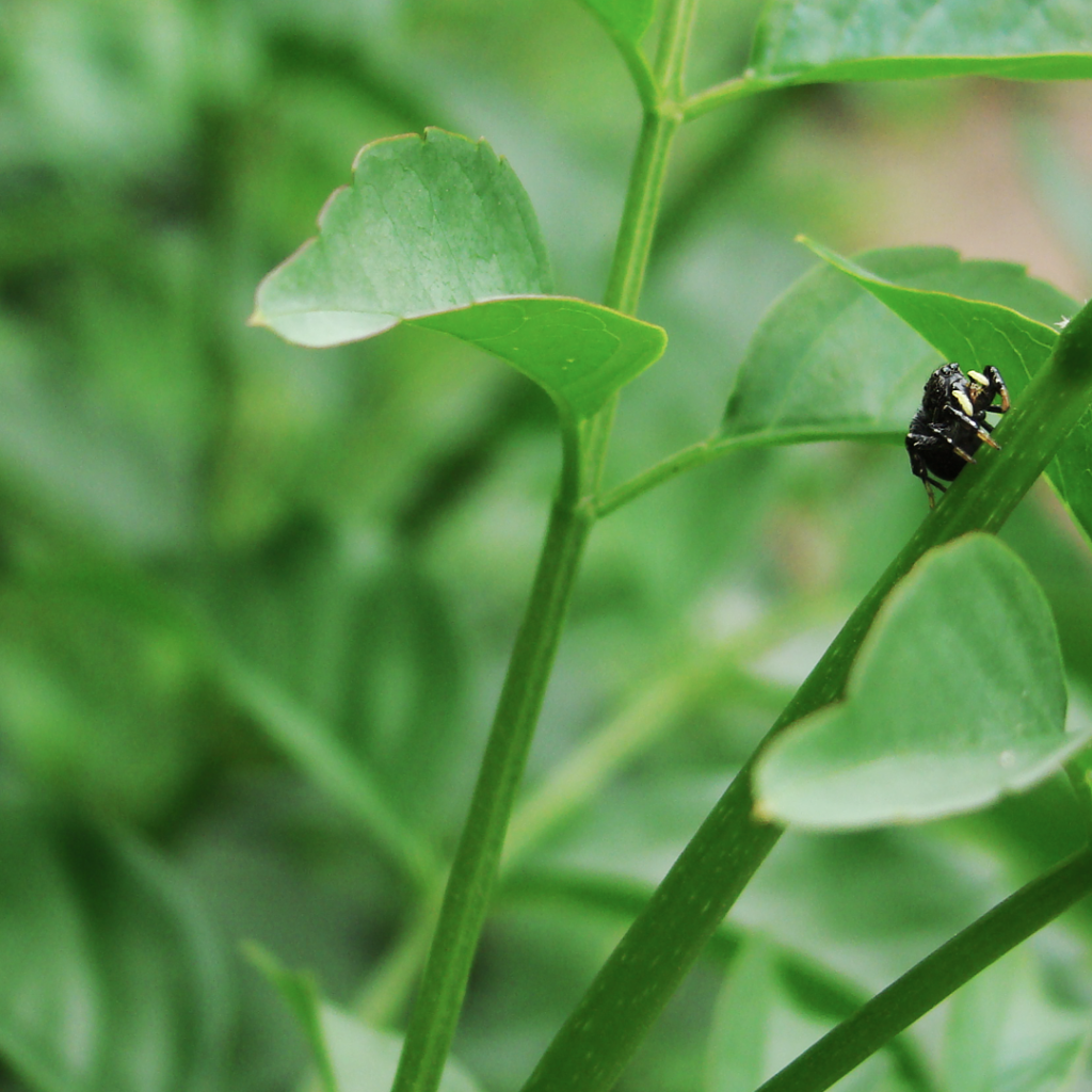 Жук ползет по зеленому стеблю