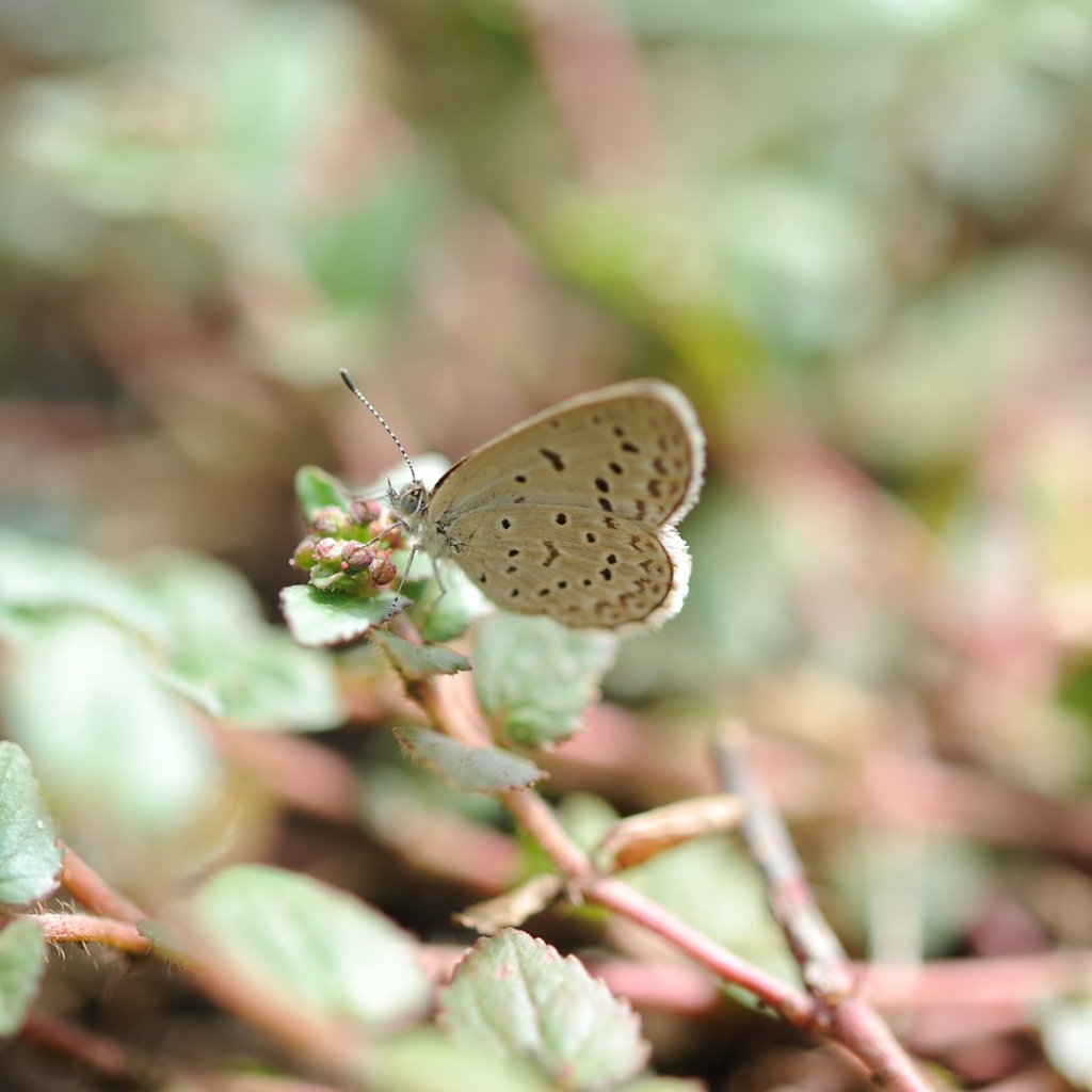 Бежевая бабочка села на цветок