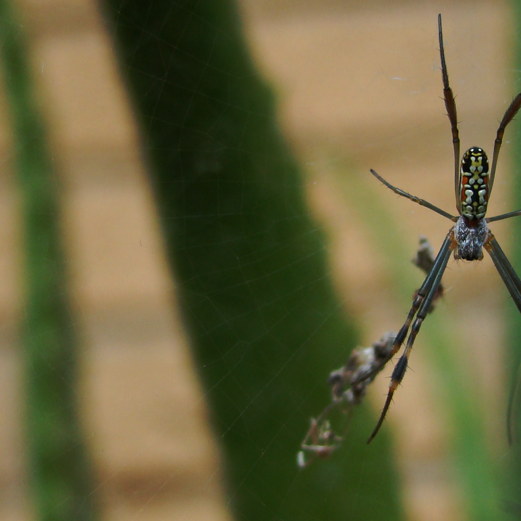 Большой паук плетет паутину