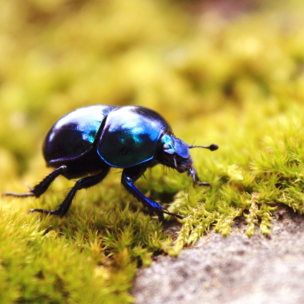 Черный жук на зеленом мху