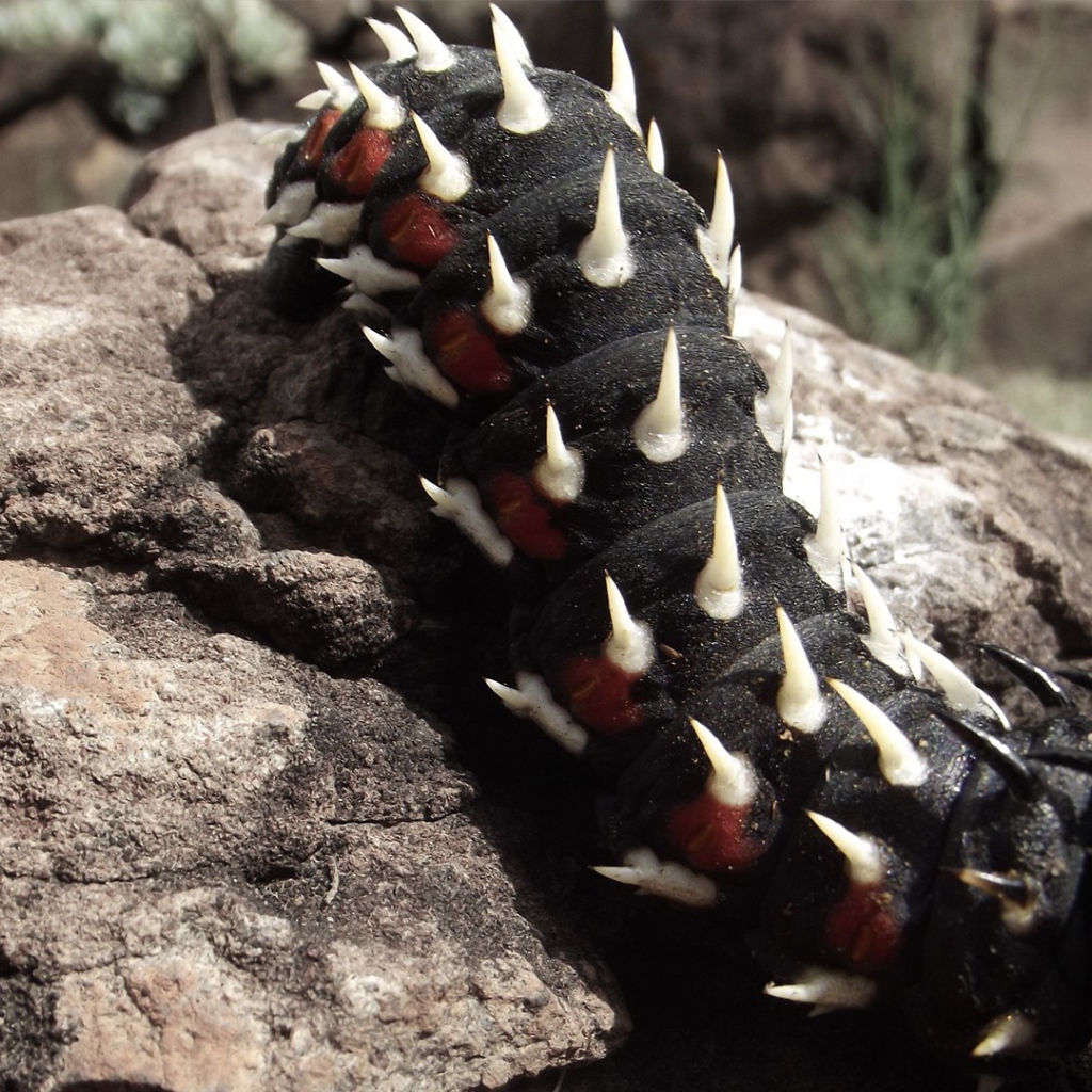 Черная гусеница ползет по камню