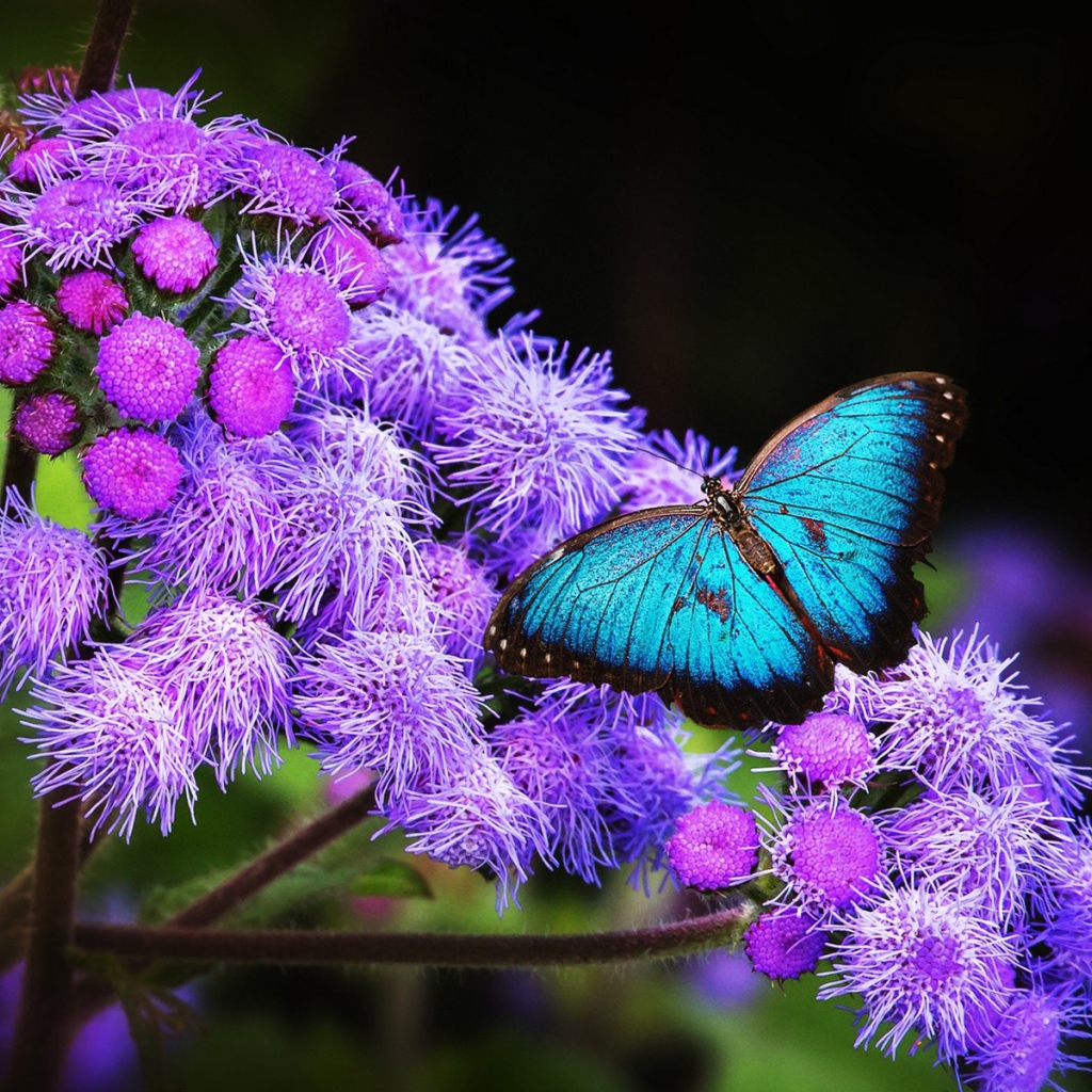 Голубая бабочка с черной каймой на крыльях