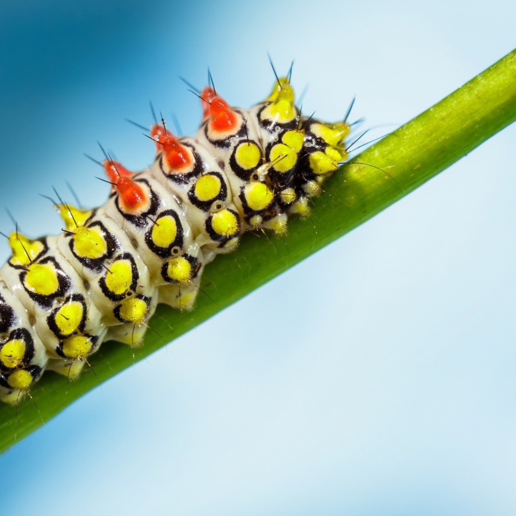 Яркая гусеница на зеленом стебле