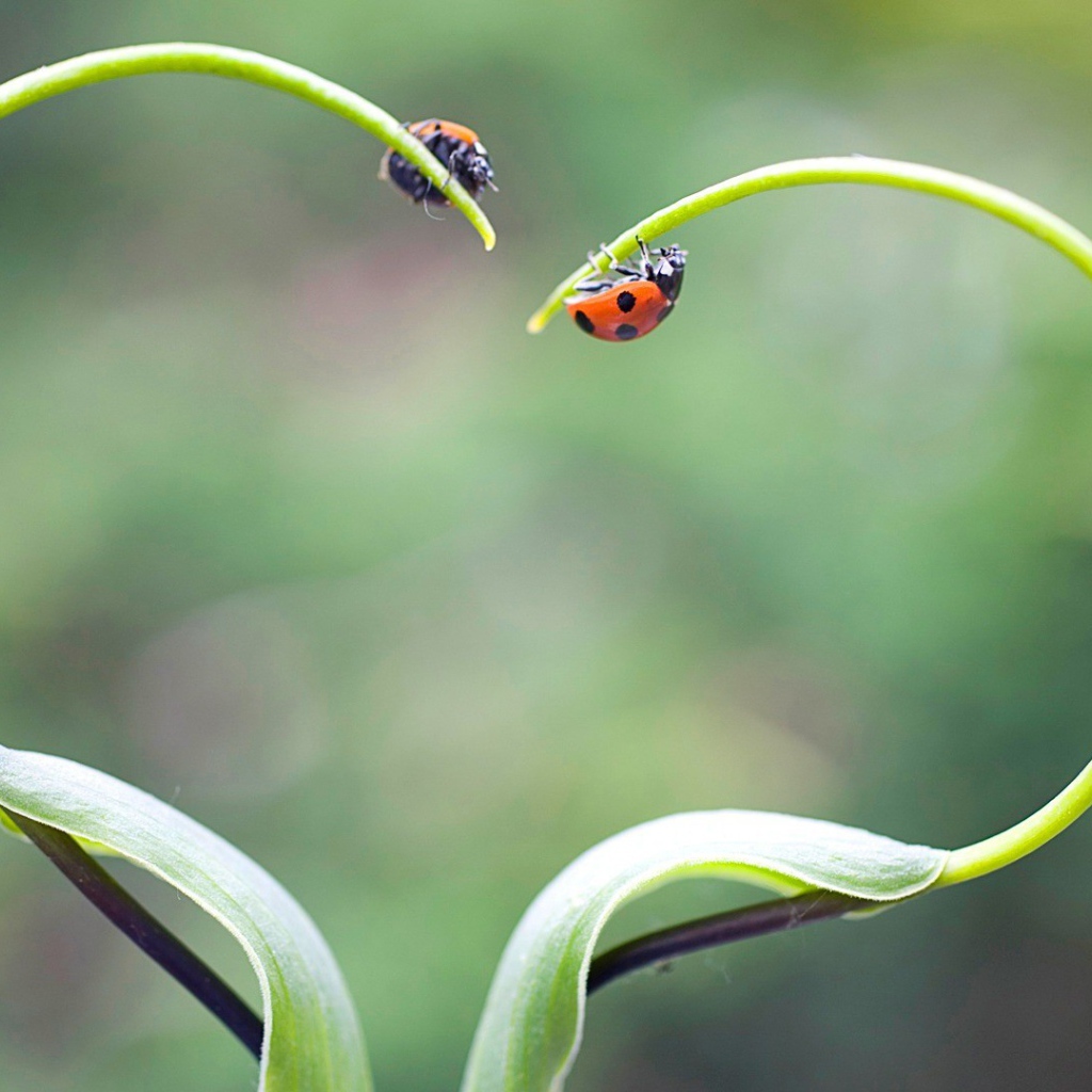 Жуки божьи коровки на ростках в форме сердца