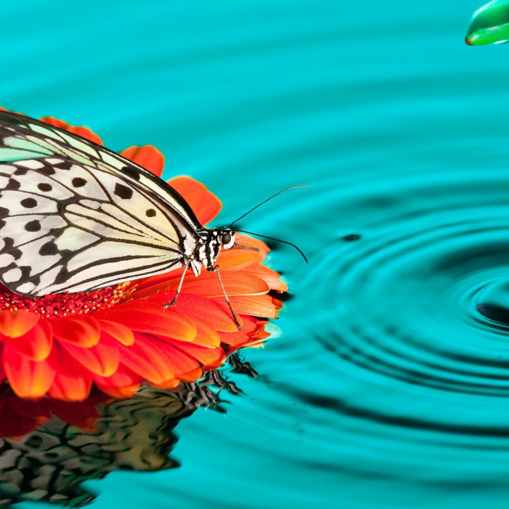 Бабочка на цветке в воде