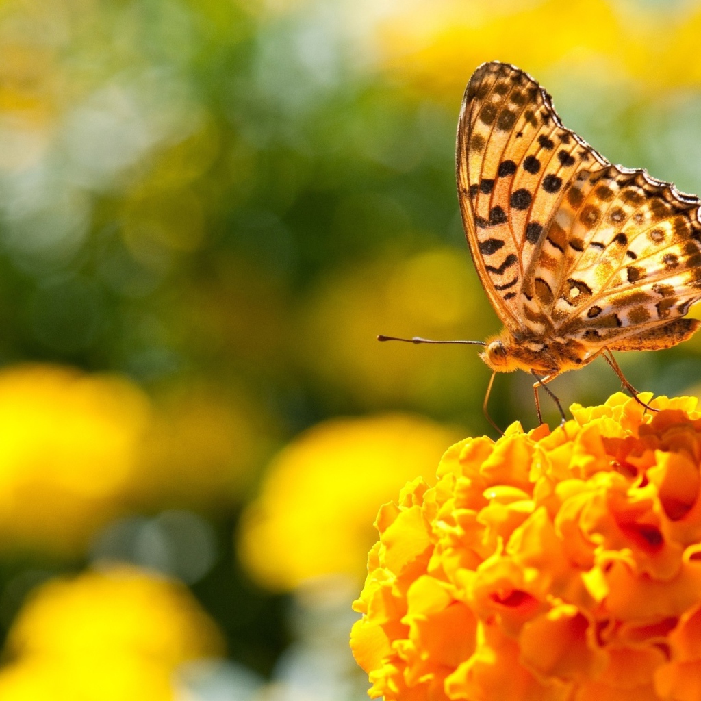 Бабочка на пышном оранжевом цветке