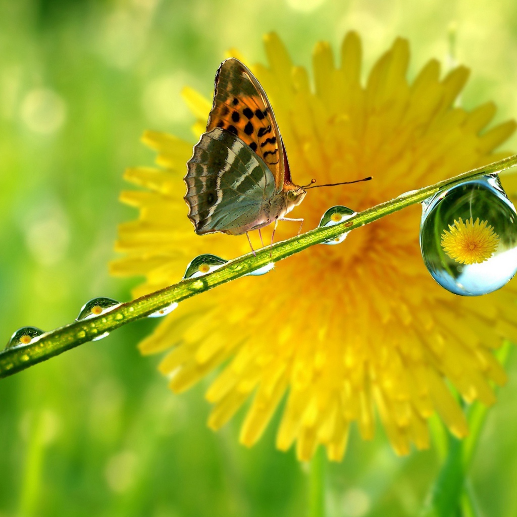 Бабочка на мокрой травинке
