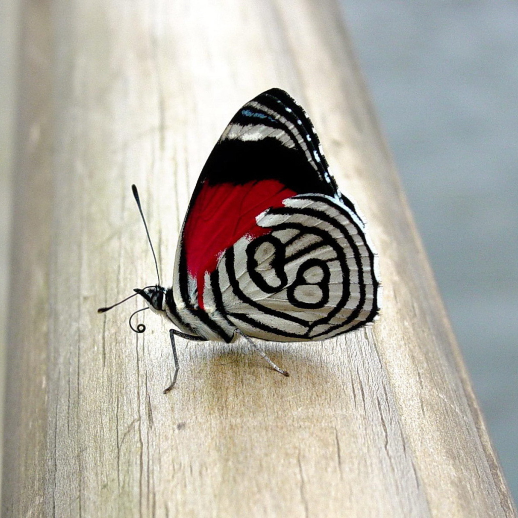 Бабочка с красивым рисунком на крыльях