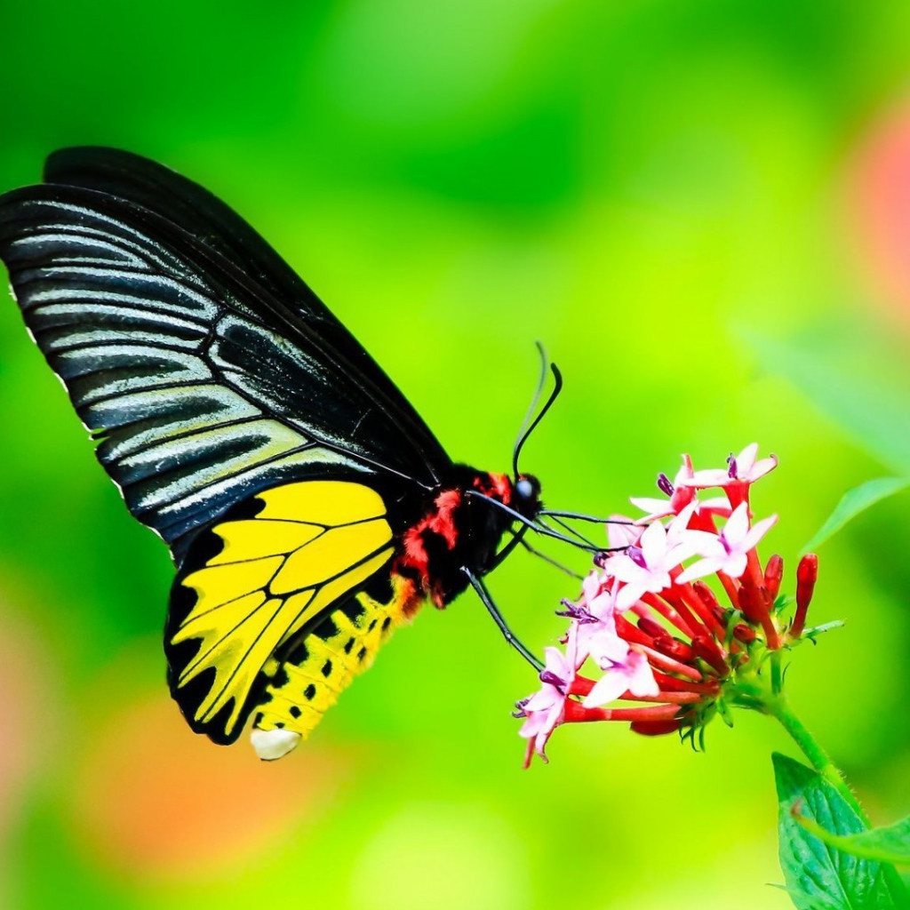 Бабочка с черными крыльями на цветке