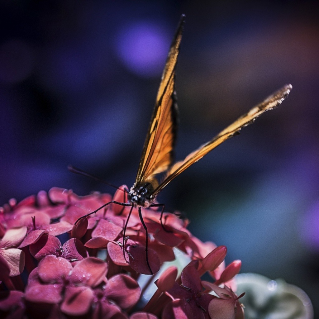 Бабочка с большими крыльями на цветах