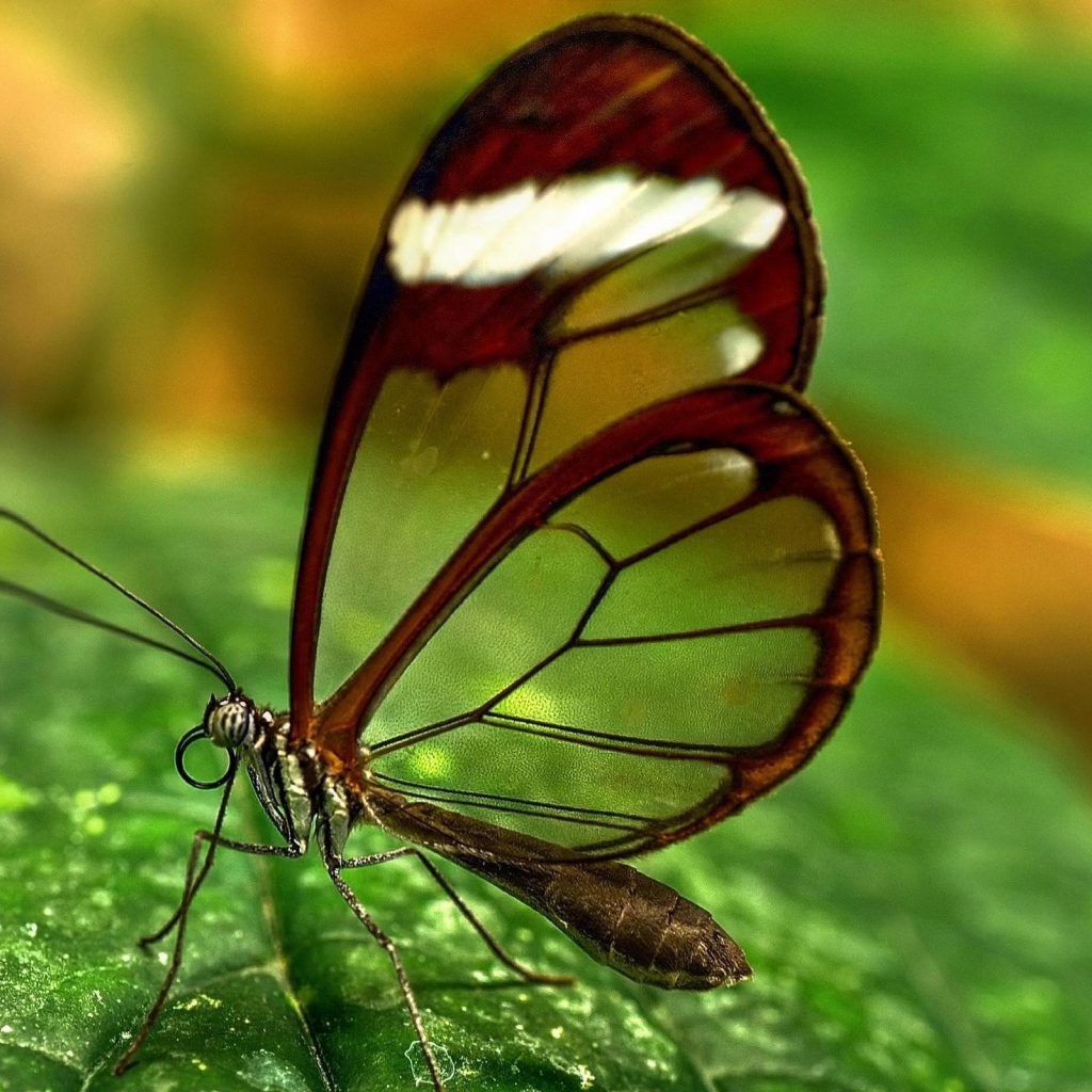 Бабочка с прозрачными крыльями