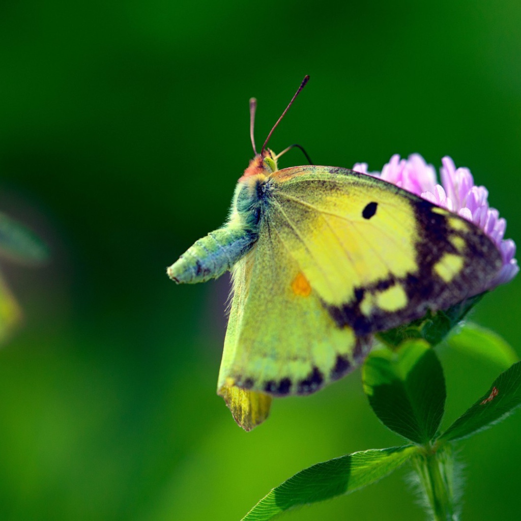 Бабочка с желтыми крыльями на листьях