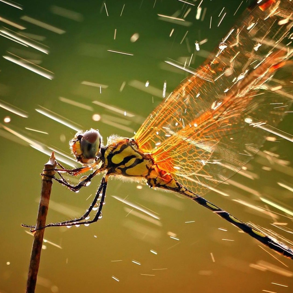 Стрекоза ухватилась за ветку под дождем