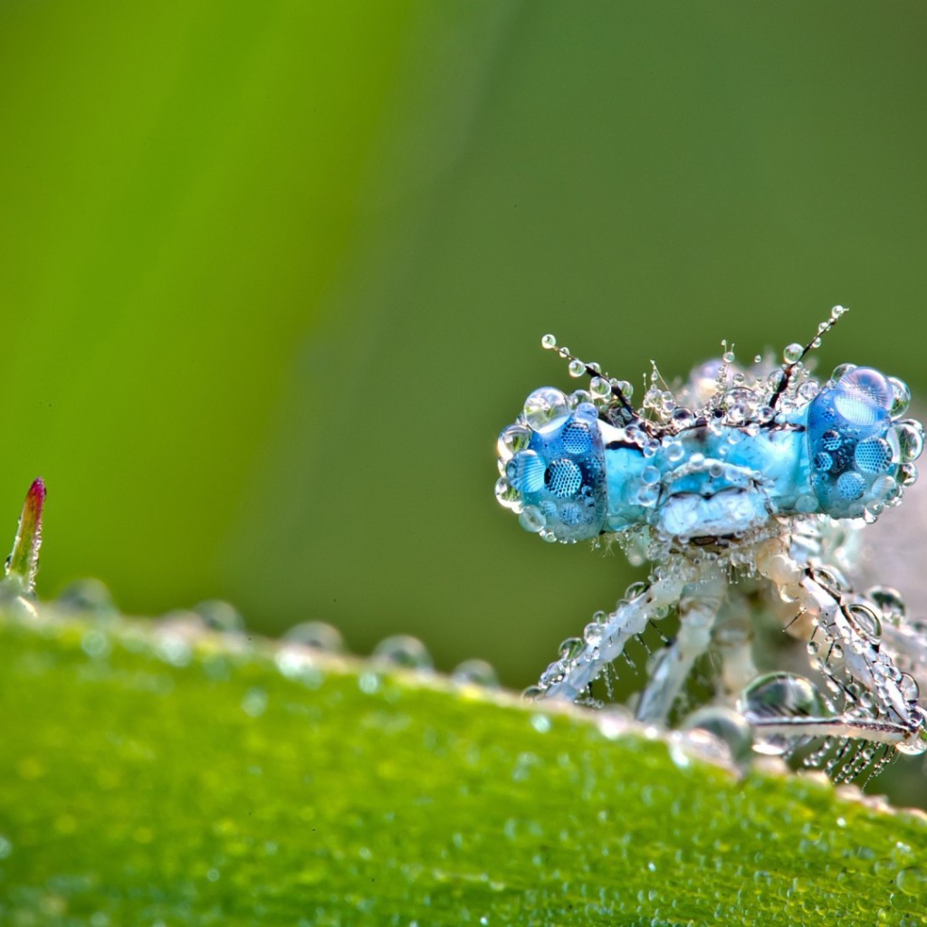 Стрекоза в каплях росы
