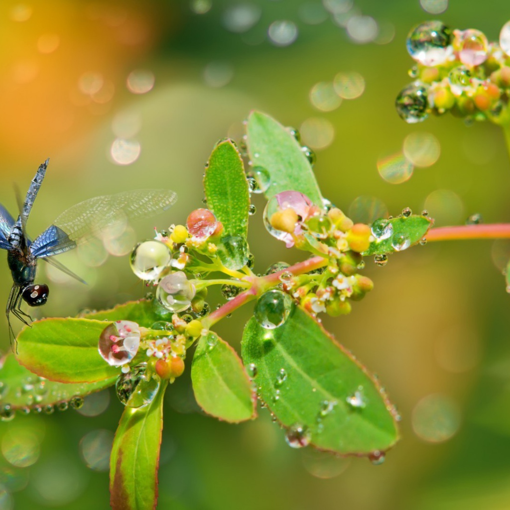 Стрекоза садится на ветку во время дождя