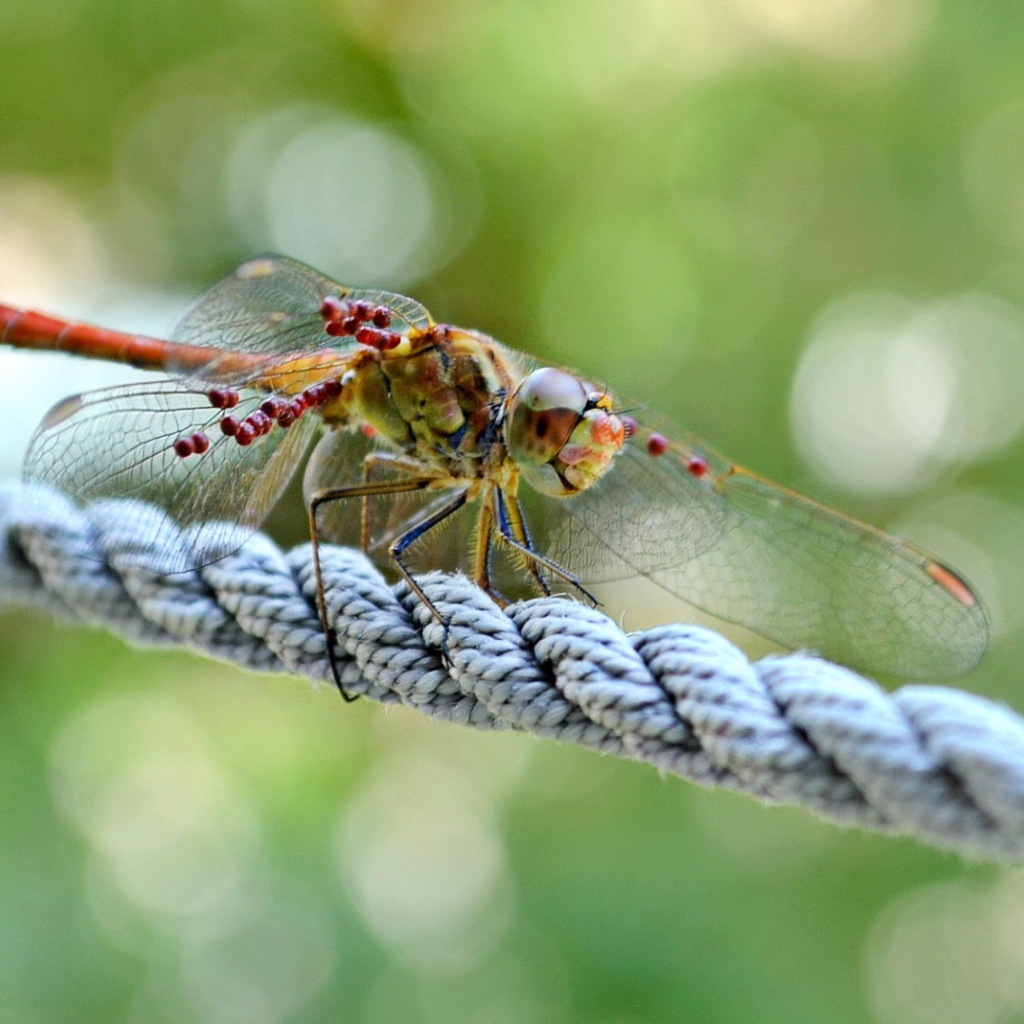 Стрекоза сидит на веревке