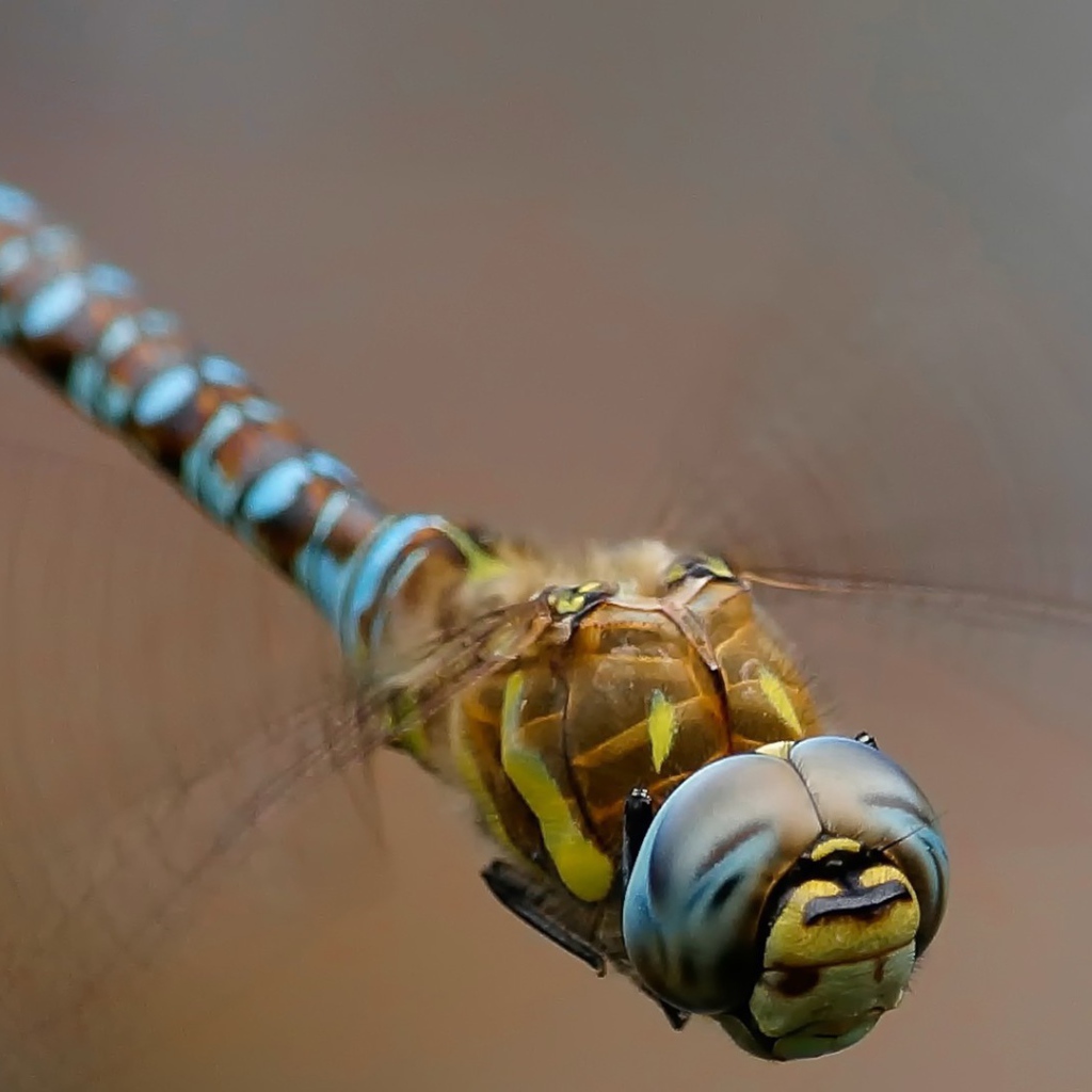 Изящная стрекоза крупным планом