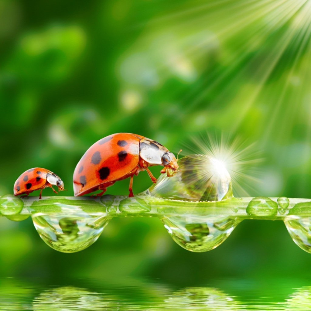 Семья божьих коровок наткнулась на препятствие