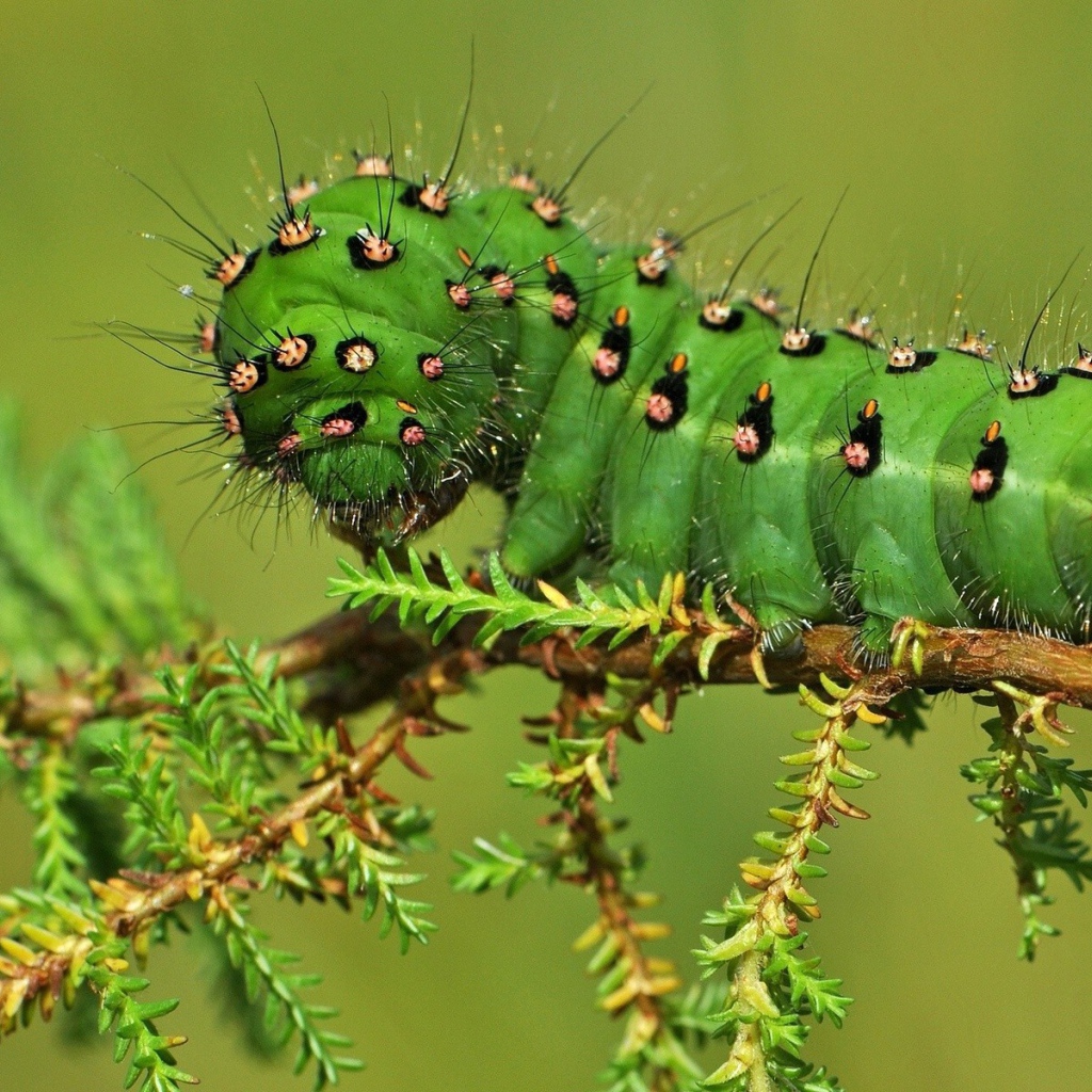Жирная зеленая гусеница