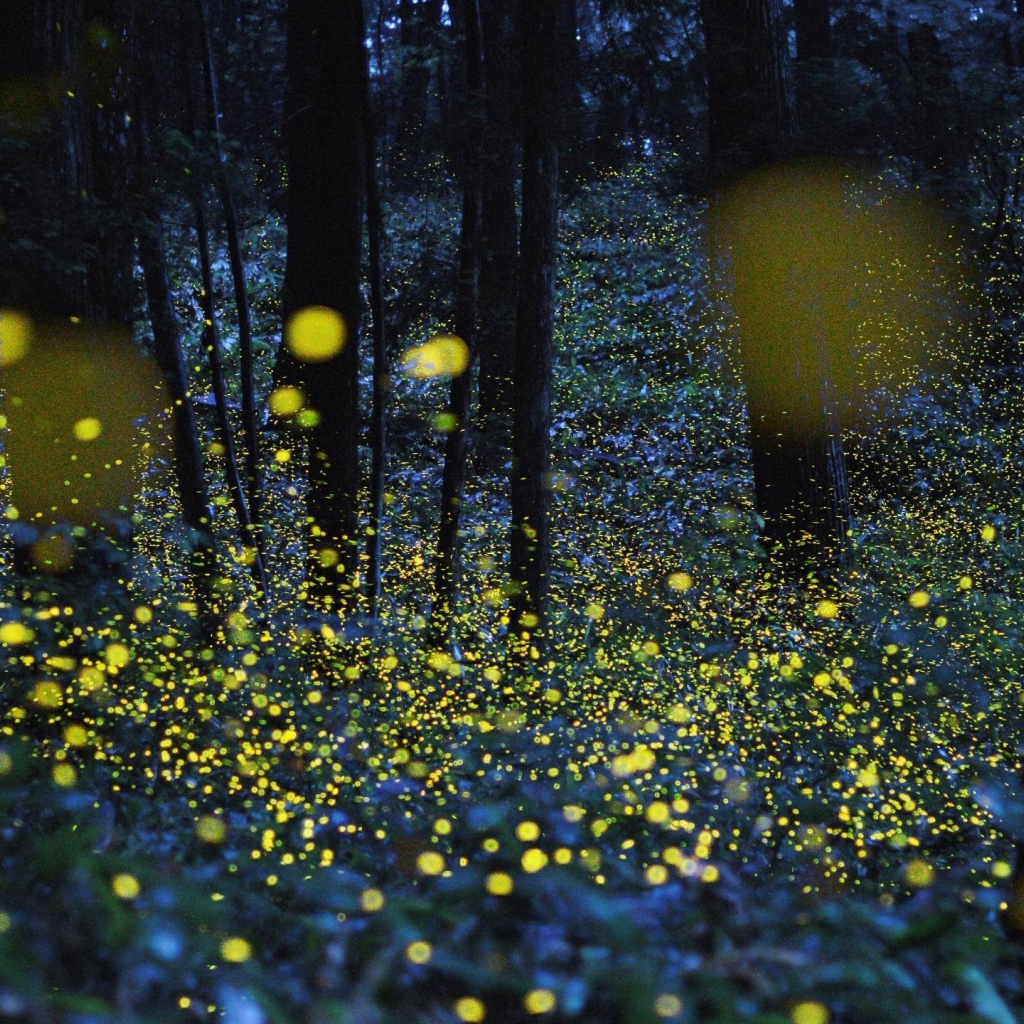 Светлячки среди деревьев