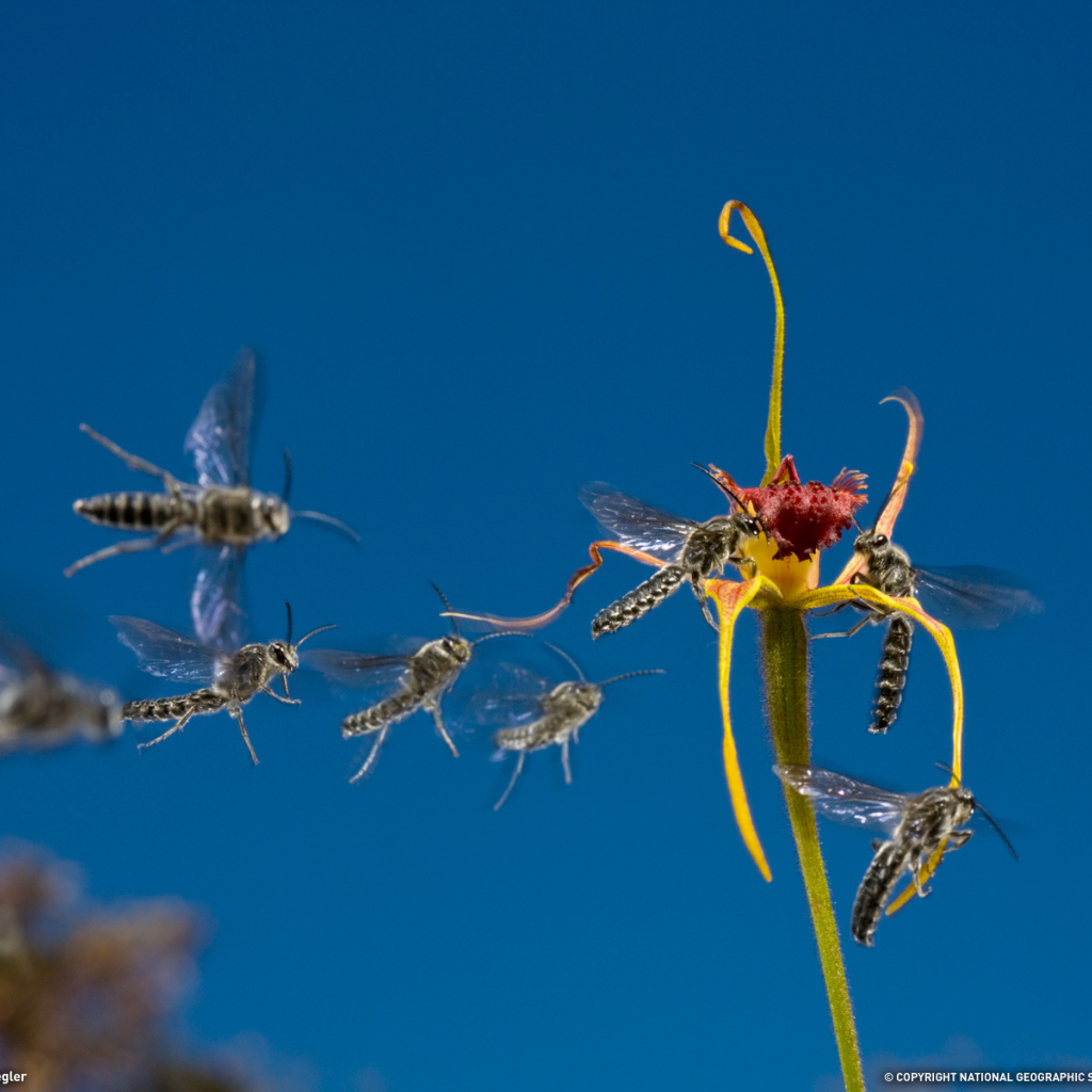 Мухи слетаются к цветку
